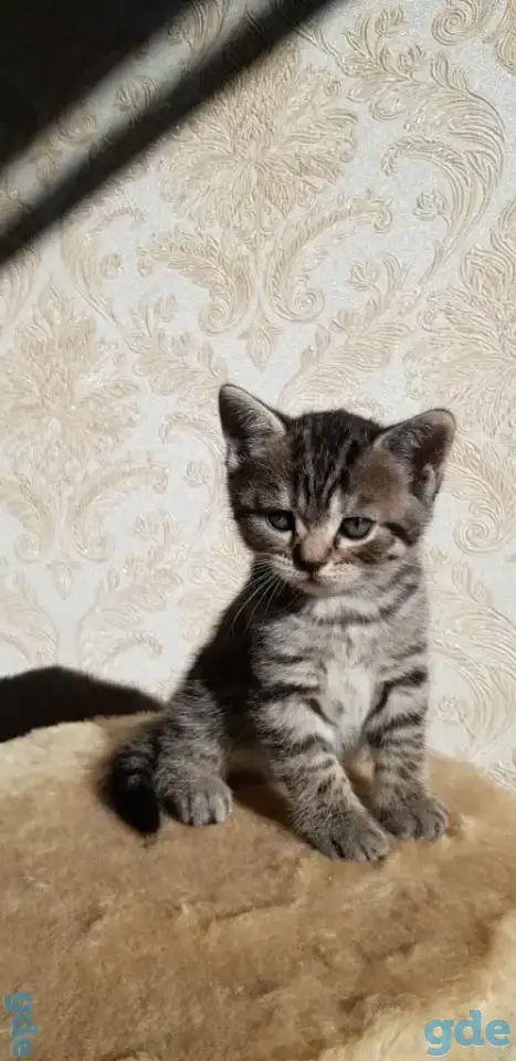 Котята шотландской прямоухой, фотография 1