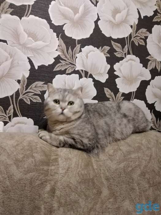Пропал кот, фотография 1