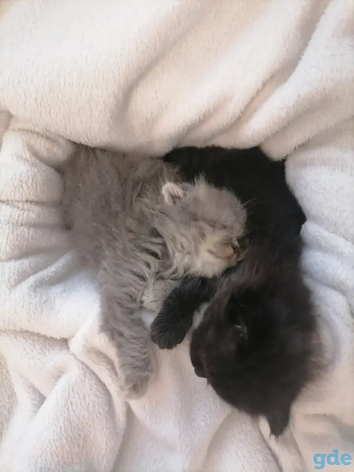 Котята, фотография 1