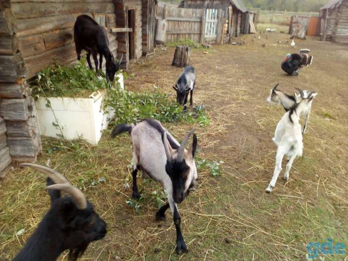 Продам дойных коз, фотография 1