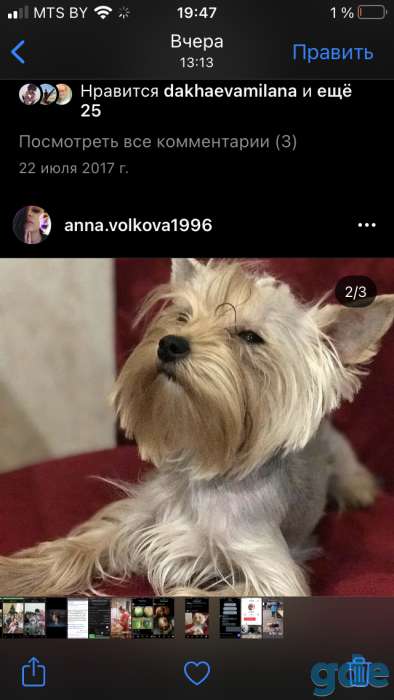 Продам щенков Йоркширского терьера, фотография 3
