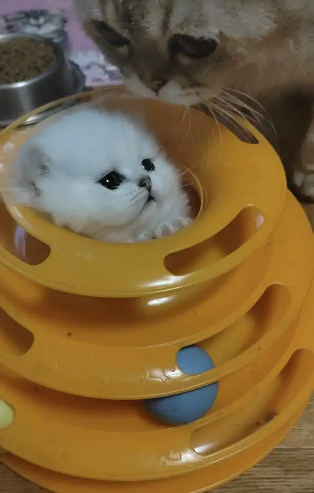 Продажа шотландского котенка, фотография 5