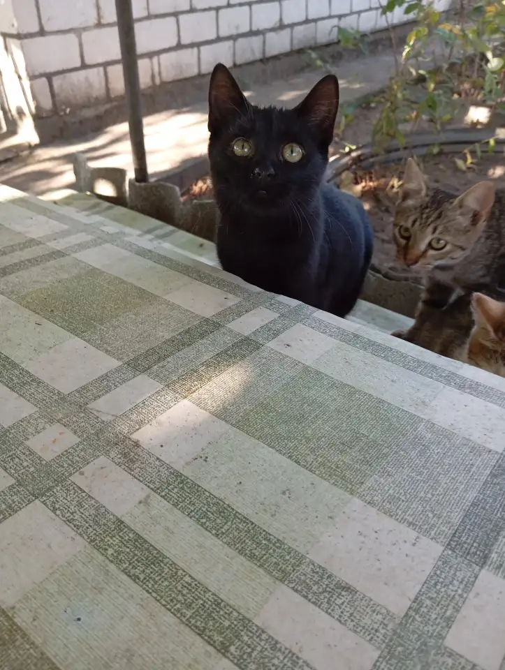 Котенок в дар, фотография 3