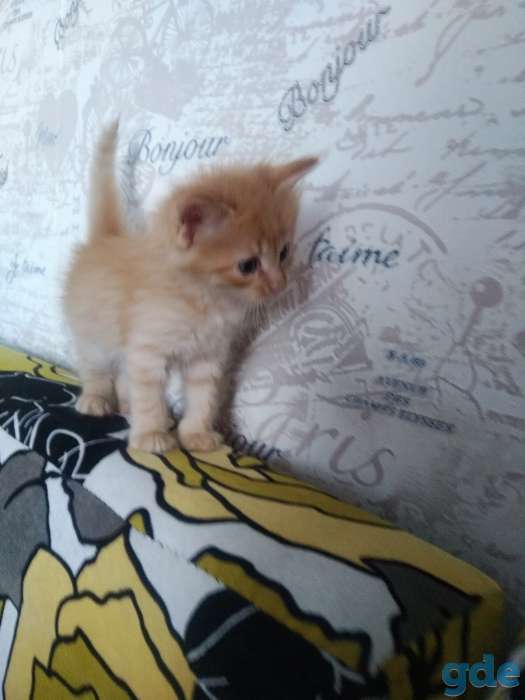 Котята, фотография 1