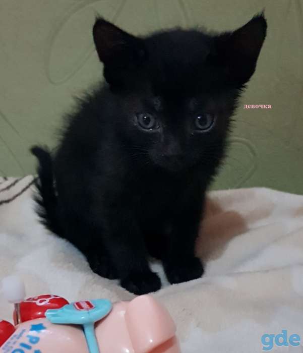 Котята в добрые руки!, фотография 3