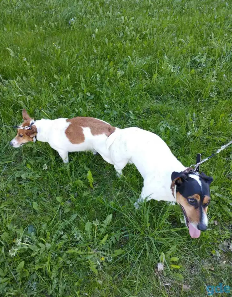Успейте приобрести друга породы ДжекРасел, фотография 6