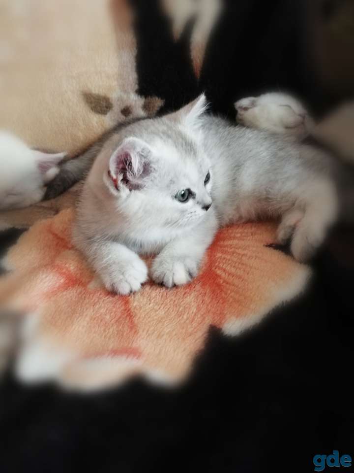 Чистокровные шотландские котята, фотография 7