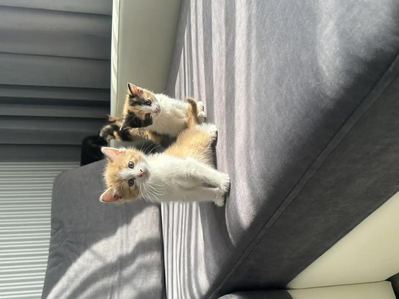 ОТДАДИМ КОТЯТ, фотография 4