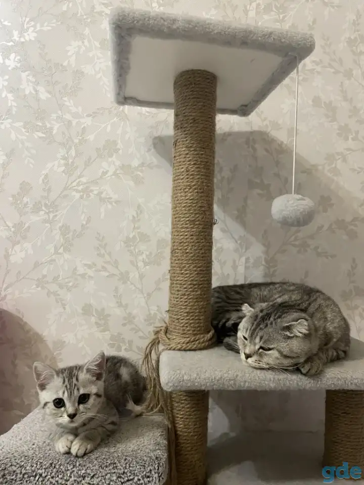 Шотландский котенок, фотография 3