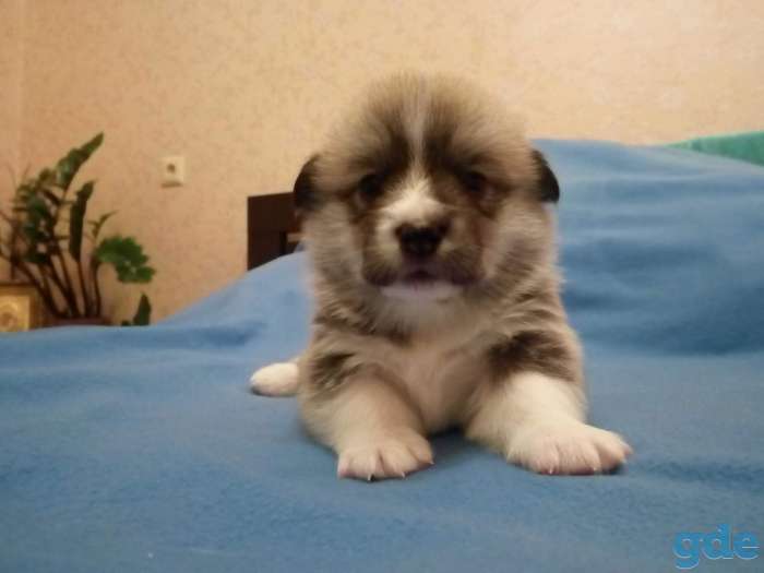 щенки от титулованых родителей вельш корги пемброк, фотография 4