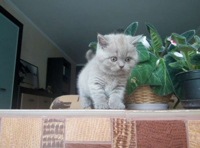 Продам британского котенка, фотография 1