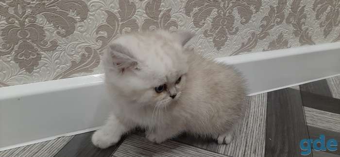 Шотландский котик, фотография 3
