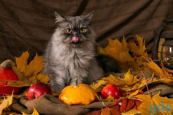 Кошечка ищет дом, фотография 1