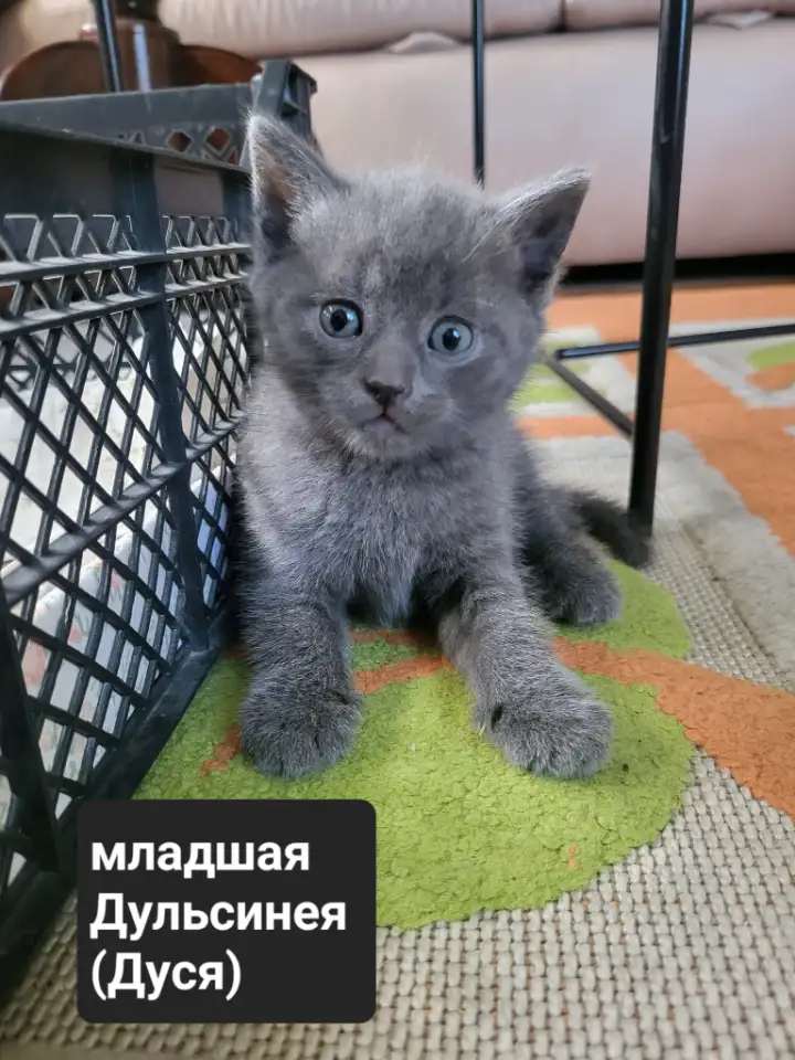 Продам 3 котят, фотография 3
