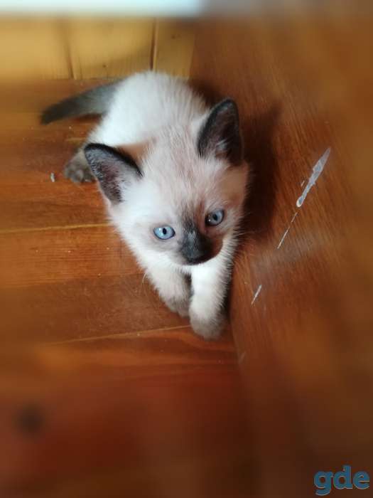 Подарю котят, фотография 3