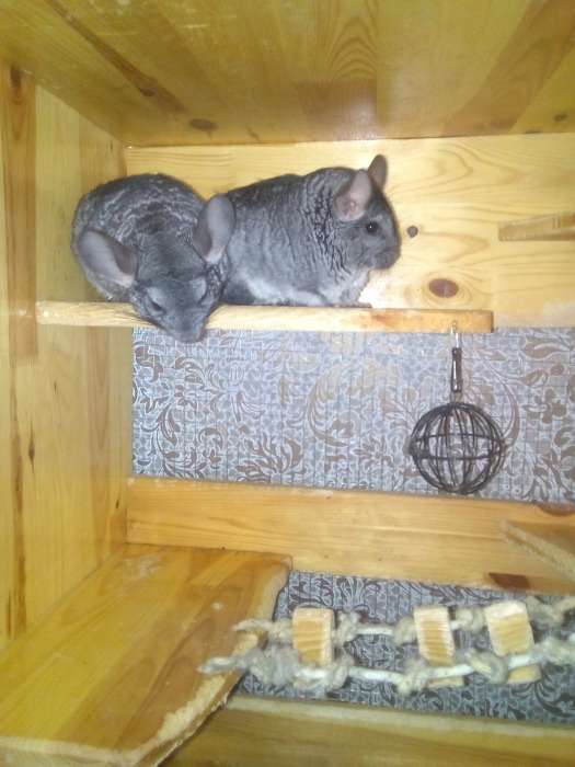  2 шиншиллы с клеткой, фотография 2