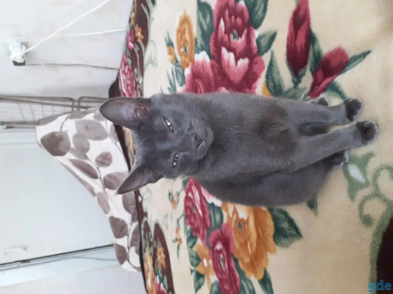 Отдам котят, фотография 4