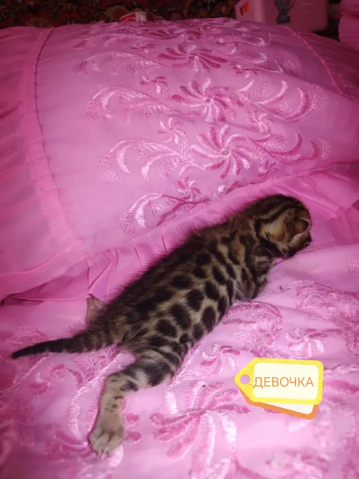 Шикарная бенгальская кошечка, фотография 6