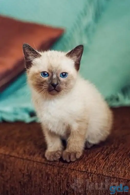 Сиамские котята (старосиамские), фотография 1