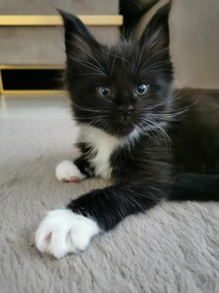 Котятa Мейн Куны из серцифицированного питомника, фотография 8