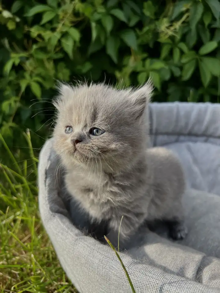 Шотландские котята, фотография 2