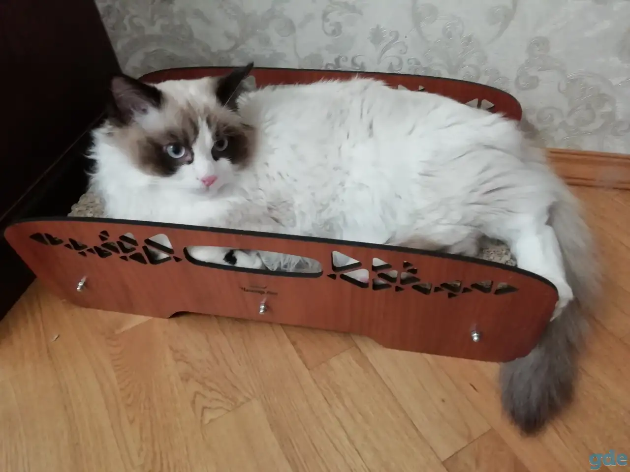 Котёнок Рэгдолл мальчик 6 мес. в любящую семью, фотография 2