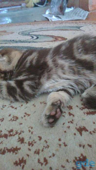 Шотландские котята(котёнок) скоттиш фолд+ ПОДАРОК!!!, фотография 5