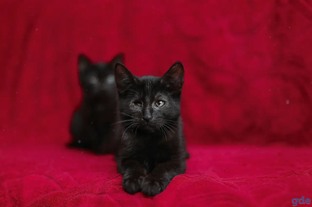 Черный котенок Блэкки в дар добрым сердцам!, фотография 6