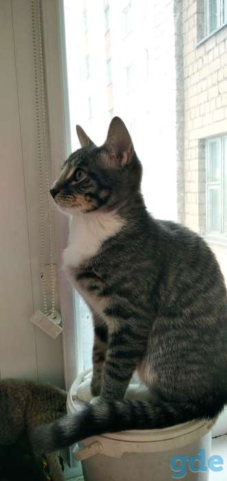 Малыш кот, Митюша, фотография 7