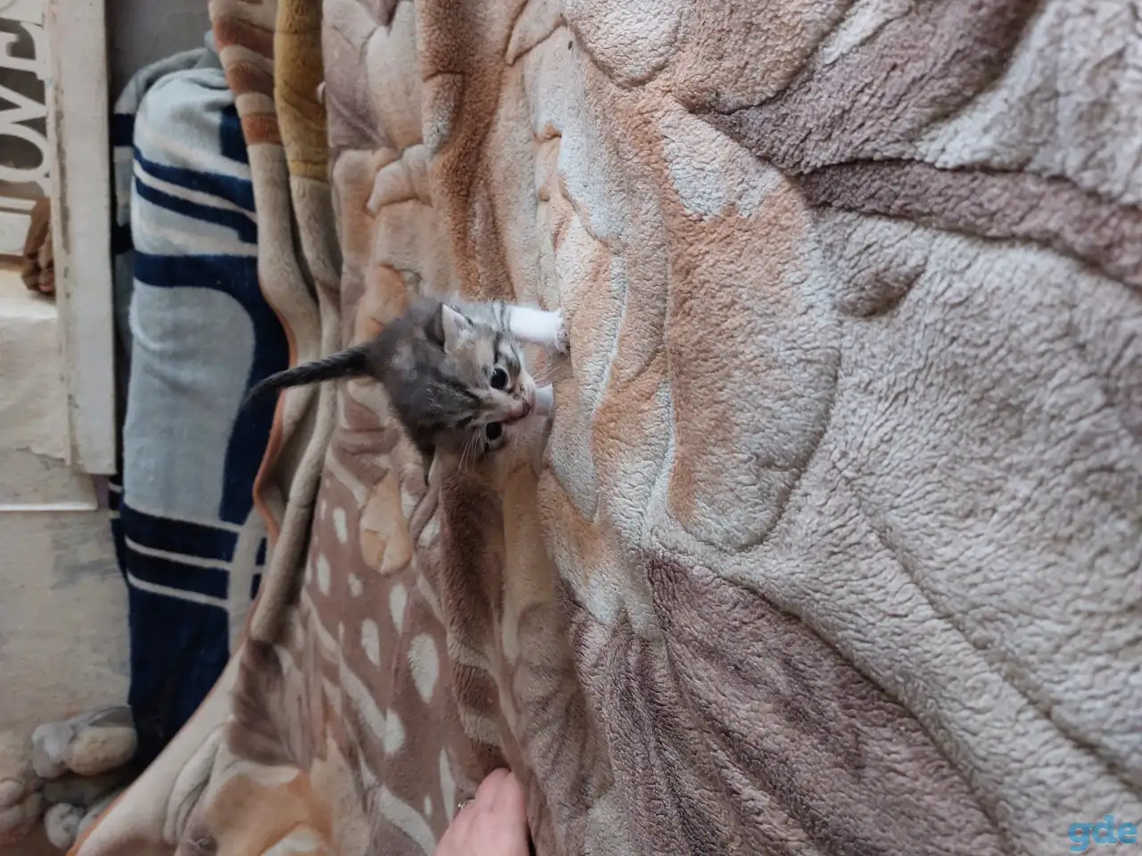 Котята в дар, фотография 4