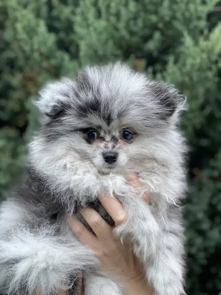 щенки малого шпица, фотография 5