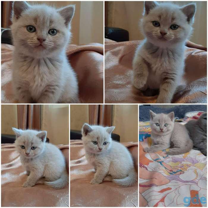 Продам породистых шатландских вислоухих котят, фотография 3
