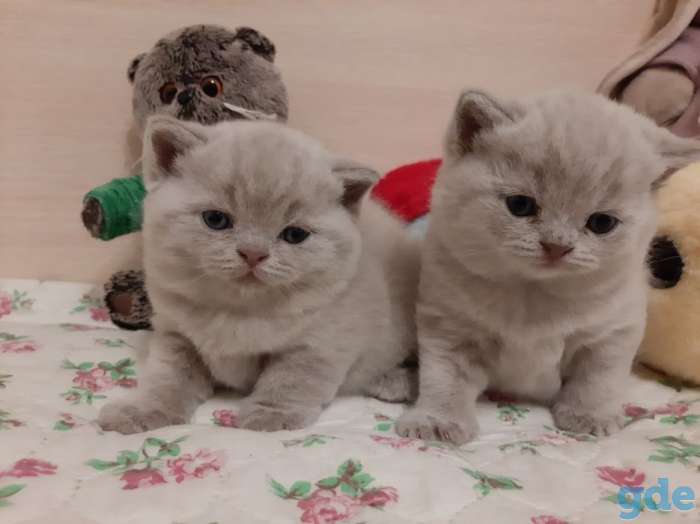 Продам британских котят, фотография 1