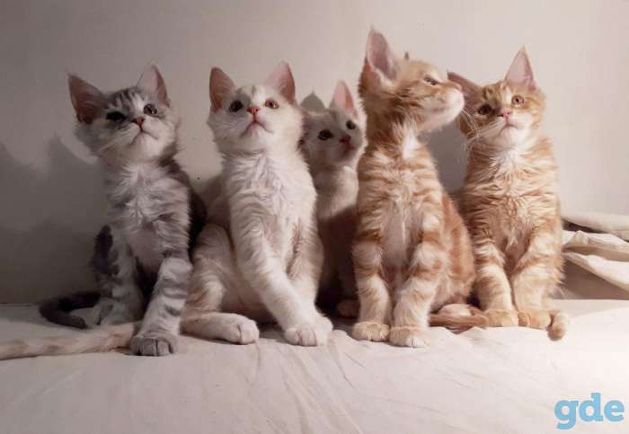 Котята Мейн КУН, фотография 2