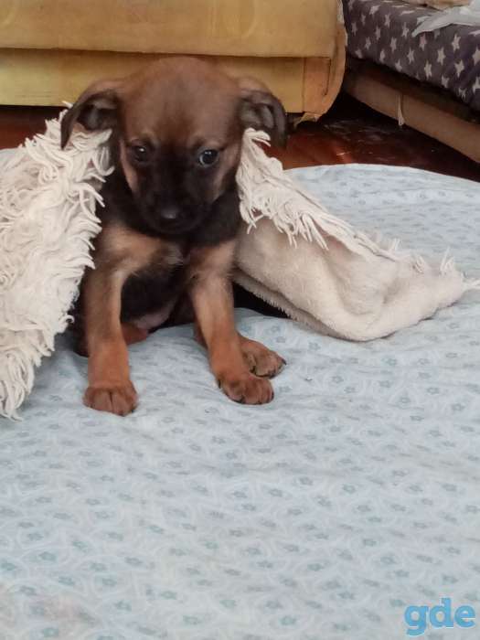 1месяц.кушает все игривая принцесса. Любит смотреть мультики, фотография 3