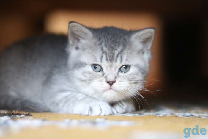 Шотландские котята, фотография 9
