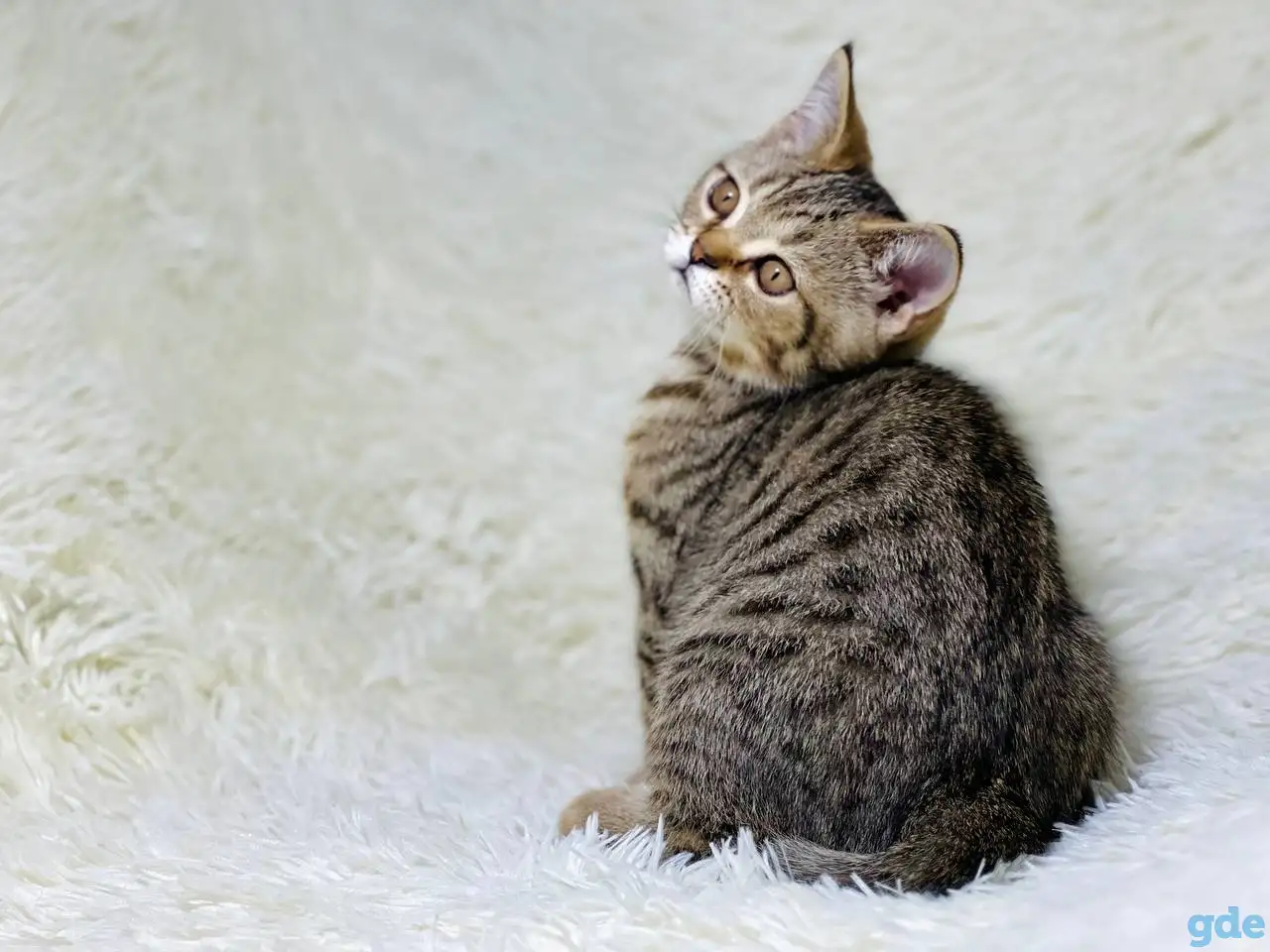 Шотландская прямоухая кошка, котенок страйт, окрас SFS 71 n24, фотография 5