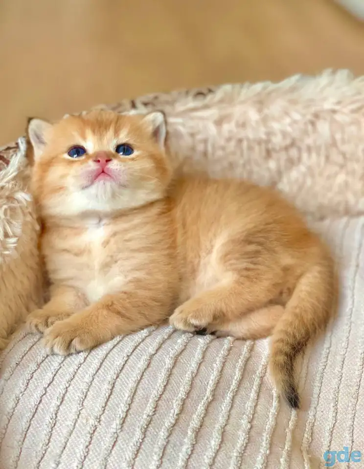 ЗОЛОТАЯ ШИНШИЛЛА шотландские котята, фотография 1