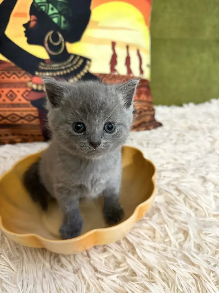 Британские котята, фотография 1