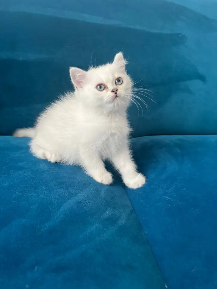 Британские котята, фотография 9