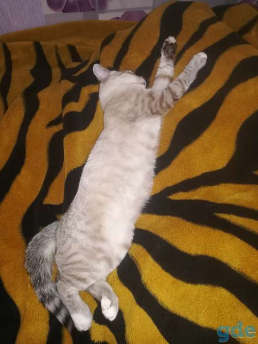 Дарю ласкового котёнка, 6 месяцев, фотография 4