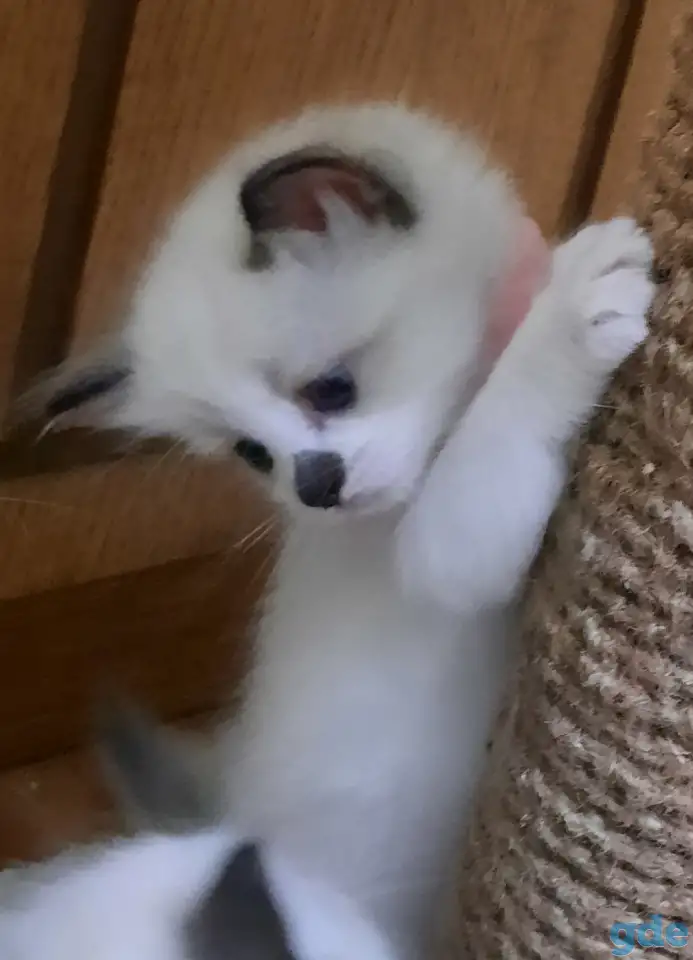 КОТЯТА  РЭГДОЛЛ, фотография 9