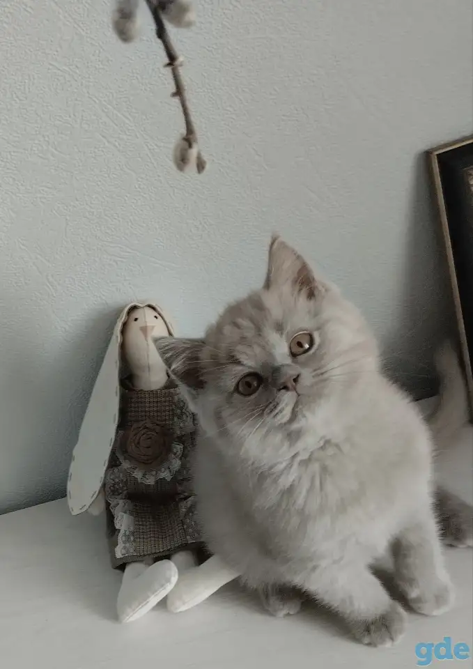 Британский котенок, мальчик и девочка, фотография 2