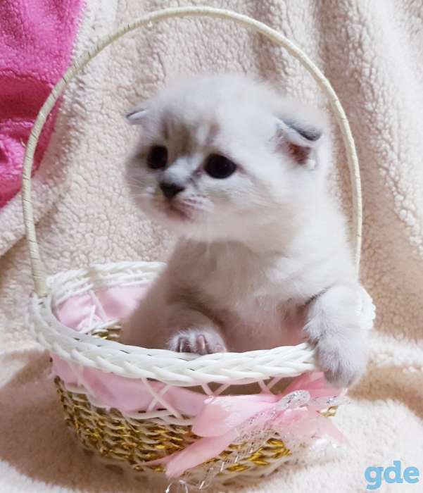 шотландские котята, фотография 2