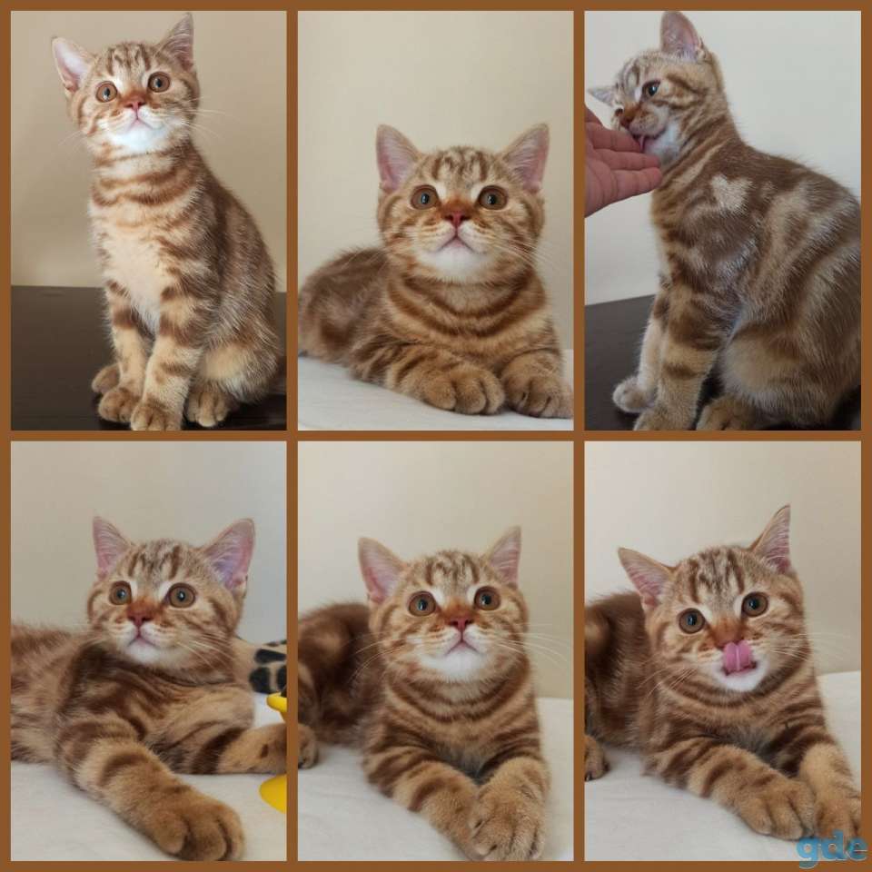 Шотландский котенок Циннамоновый мрамор, фотография 3