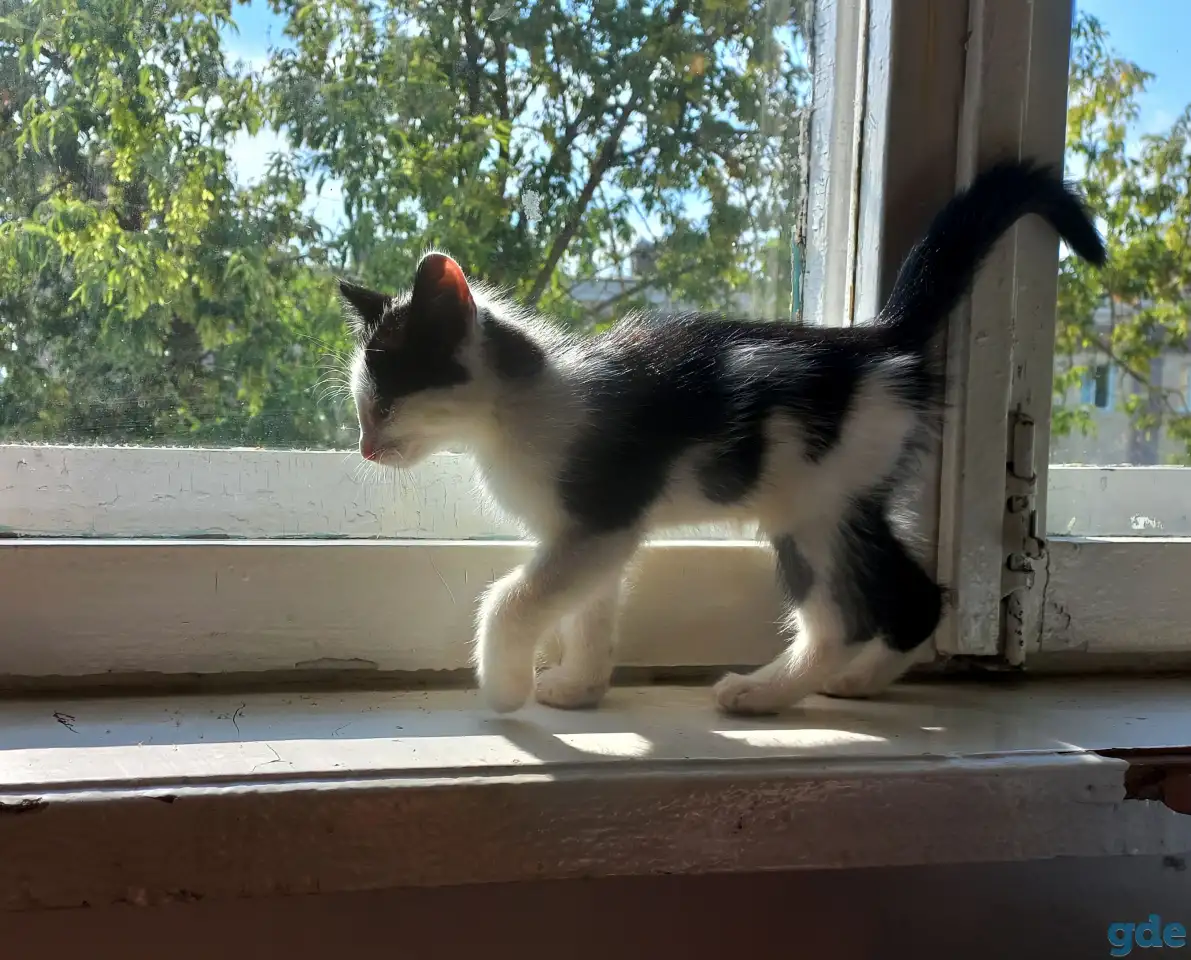 Котята, фотография 4