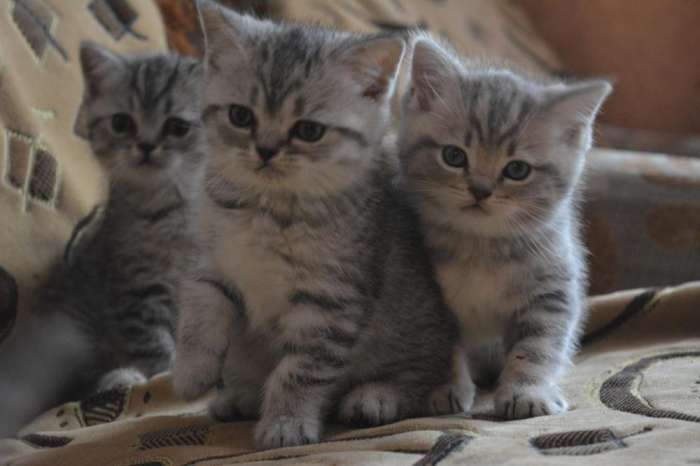Британские котята, фотография 2