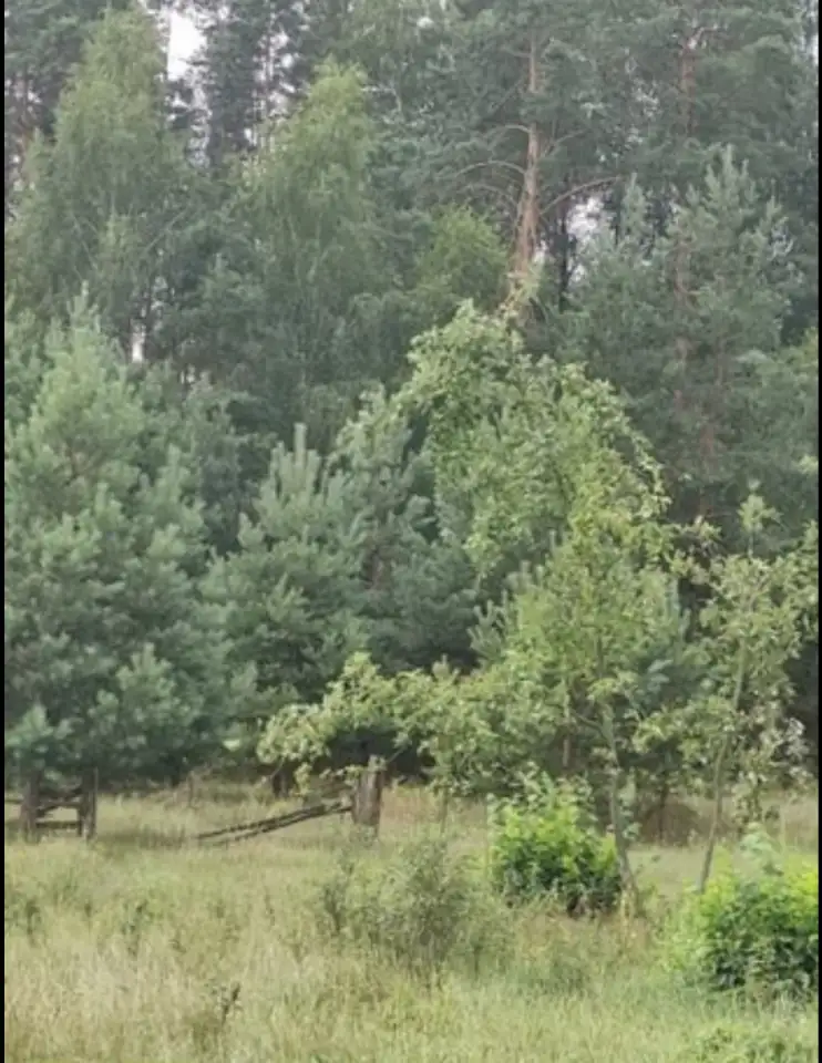 Участок в Беловежской пуще., фотография 1