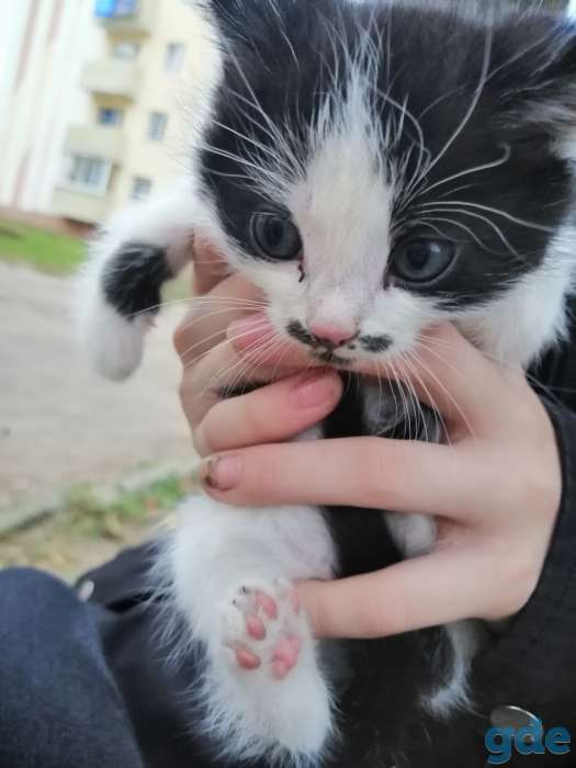 Отдам котят в хорошие  руки, фотография 1