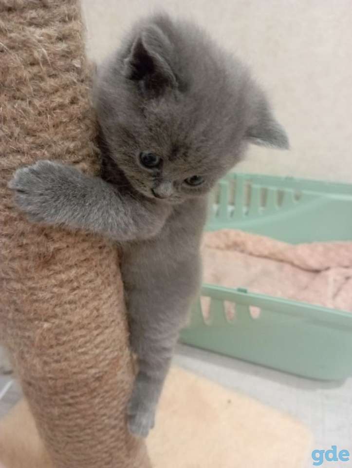 Шотландские котята, фотография 1